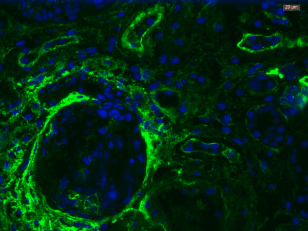 Biotinylated Heparan Sulfate 10E4 Antibody