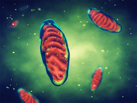 cellular resp featured image correct size