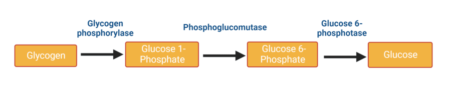Glycogenolysis (1)
