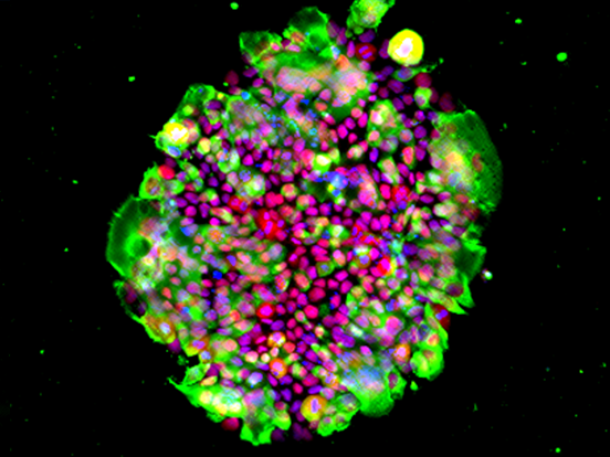 iMatrix Recombinant Laminin E8 fragments