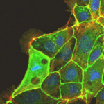iMatrix511 Recombinant Laminin E8 Fragments