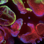 3D Cell Culture 038 Extracellular Matrices