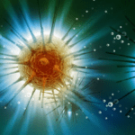 Lentivirus for NanoLantern Luminescence Imaging