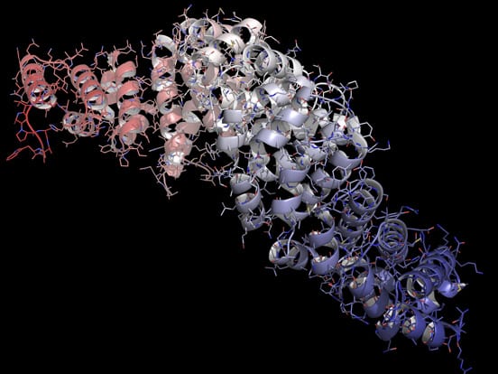 Wnt Recombinant Proteins 038 Reporter Stable Cell lines