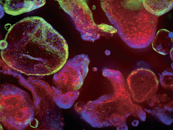 3D Cell Culture 038 Extracellular Matrices