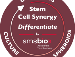 Stem Cell Synergy Solution 8211 Differentiate